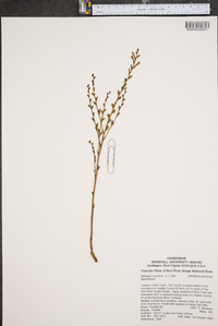 Epifagus virginiana image