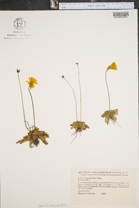 Pinguicula lutea image