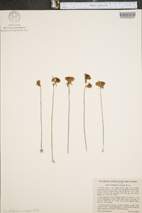 Utricularia cornuta image