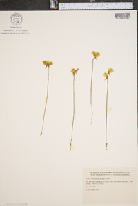 Utricularia cornuta image