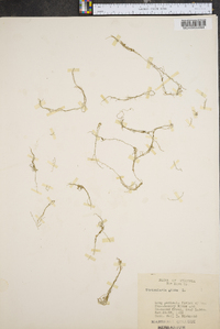 Utricularia gibba image