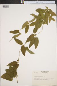 Catalpa speciosa image