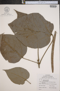 Catalpa bignonioides image