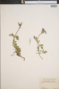 Verbena canadensis image