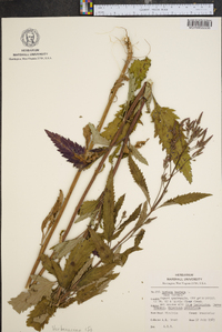 Verbena hastata image