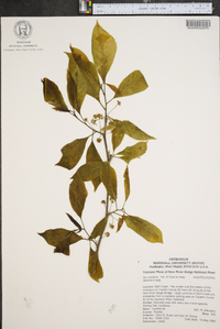 Ilex montana image