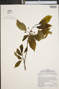 Ilex montana image