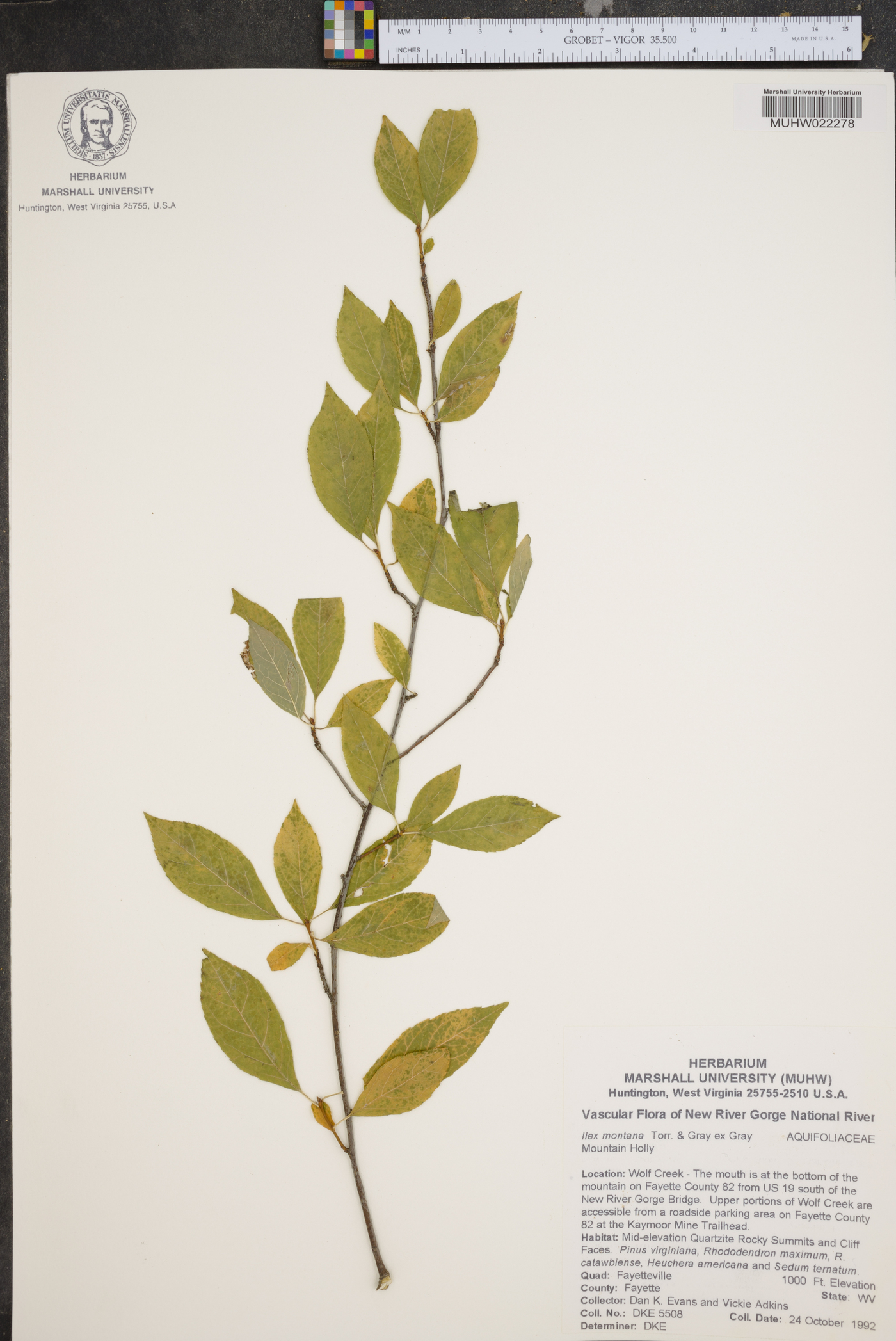 Ilex montana image