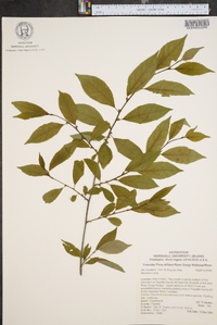 Ilex montana image