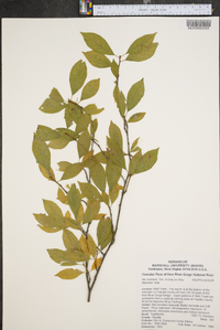 Ilex montana image