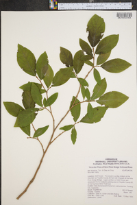 Ilex montana image