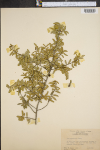 Ilex myrtifolia image