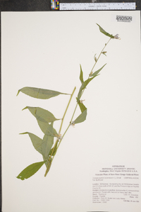 Campanulastrum americanum image