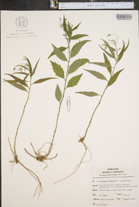 Campanula divaricata image