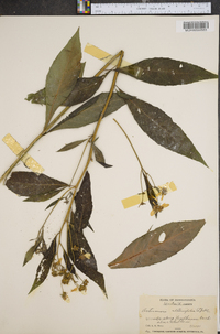 Verbesina alternifolia image