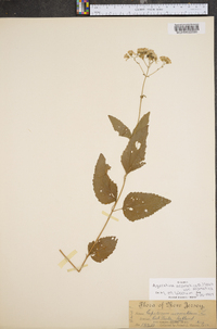 Ageratina aromatica image