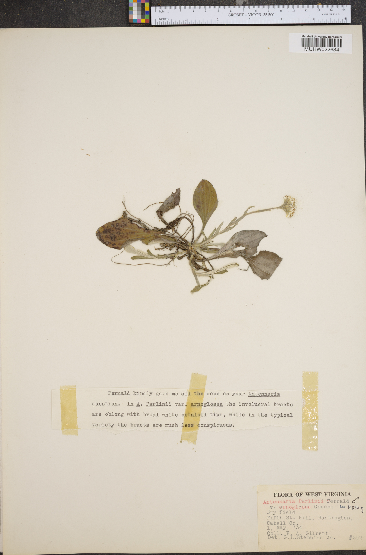 Antennaria parlinii var. arnoglossa image