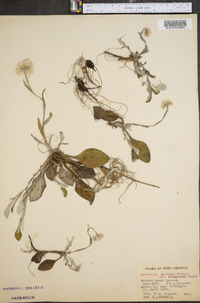 Antennaria parlinii var. arnoglossa image