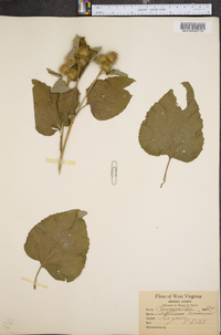 Arctium minus image