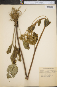 Arnoglossum plantagineum image