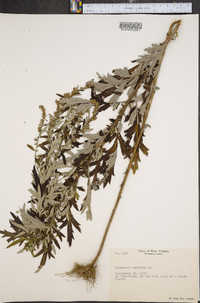 Artemisia vulgaris image