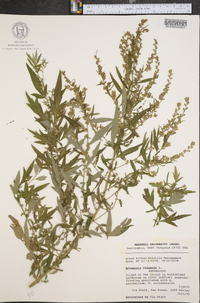 Artemisia vulgaris image