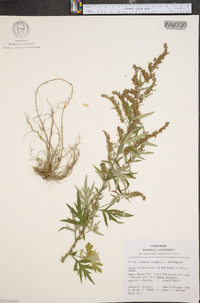 Artemisia vulgaris image