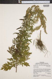 Artemisia vulgaris image