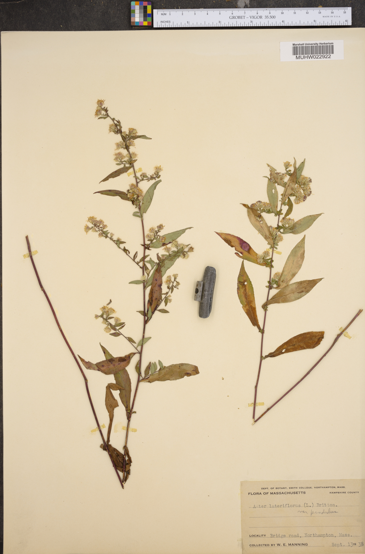 Symphyotrichum lateriflorum var. horizontale image