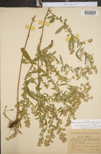 Symphyotrichum lateriflorum var. lateriflorum image