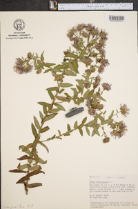 Symphyotrichum novae-angliae image