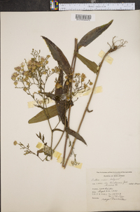 Symphyotrichum novi-belgii image