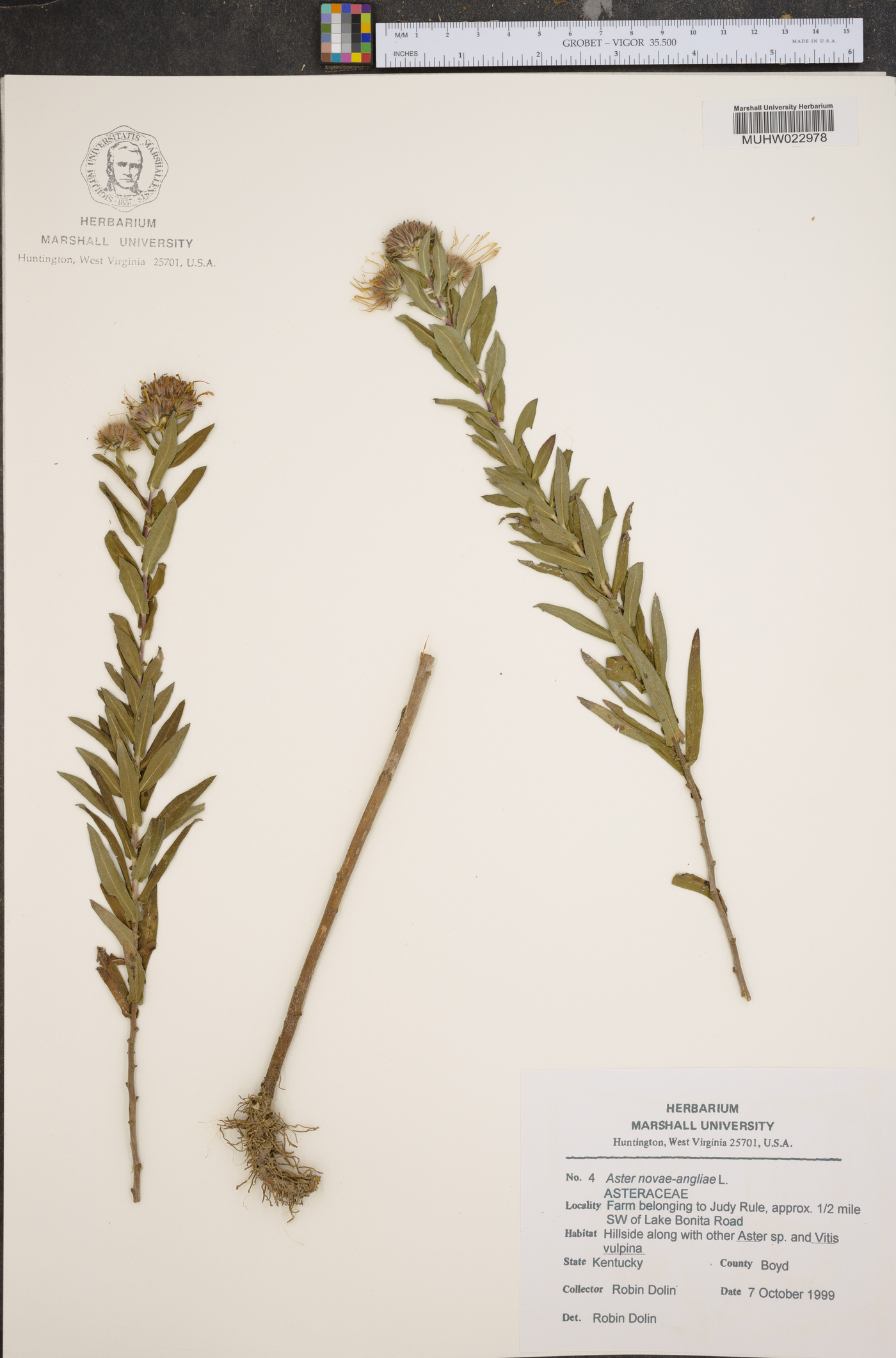 Symphyotrichum novi-belgii var. tardiflorum image