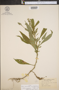 Symphyotrichum novi-belgii var. tardiflorum image