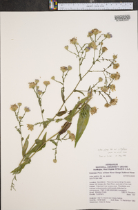 Symphyotrichum patens var. patens image