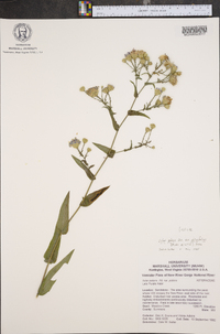 Symphyotrichum phlogifolium image