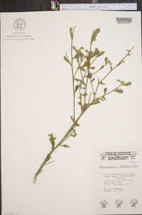 Baccharis glomeruliflora image