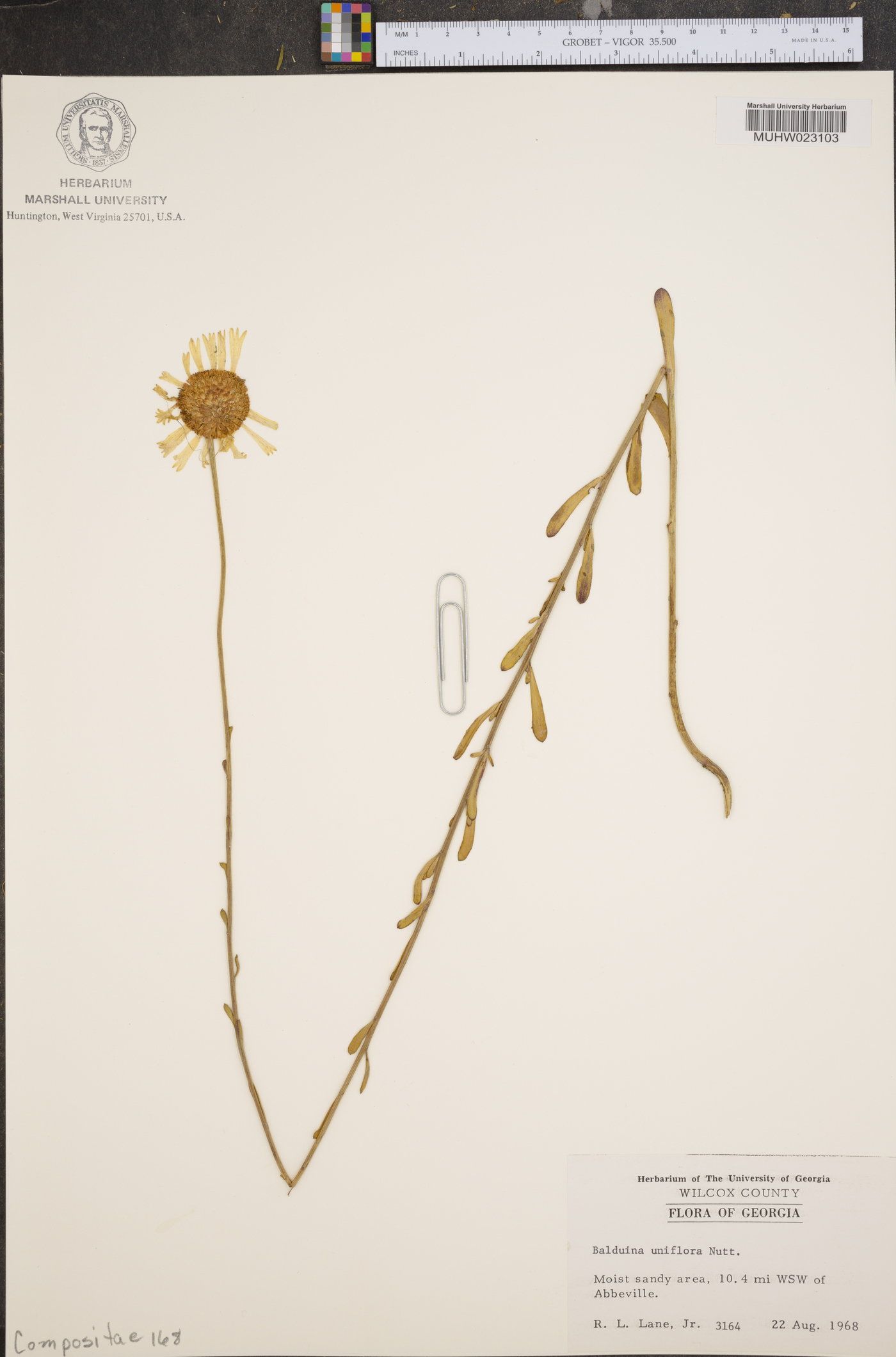 Balduina uniflora image