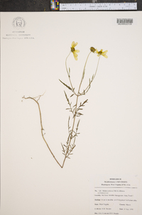 Bidens aristosa image