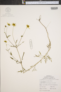 Bidens aristosa image