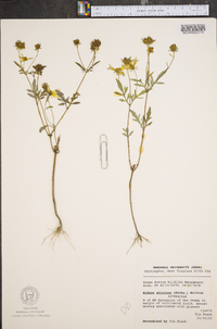 Bidens aristosa image