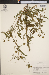 Bidens vulgata image