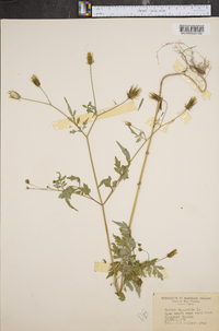 Bidens bipinnata image