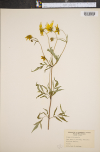 Bidens bipinnata image