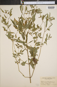 Bidens discoidea image