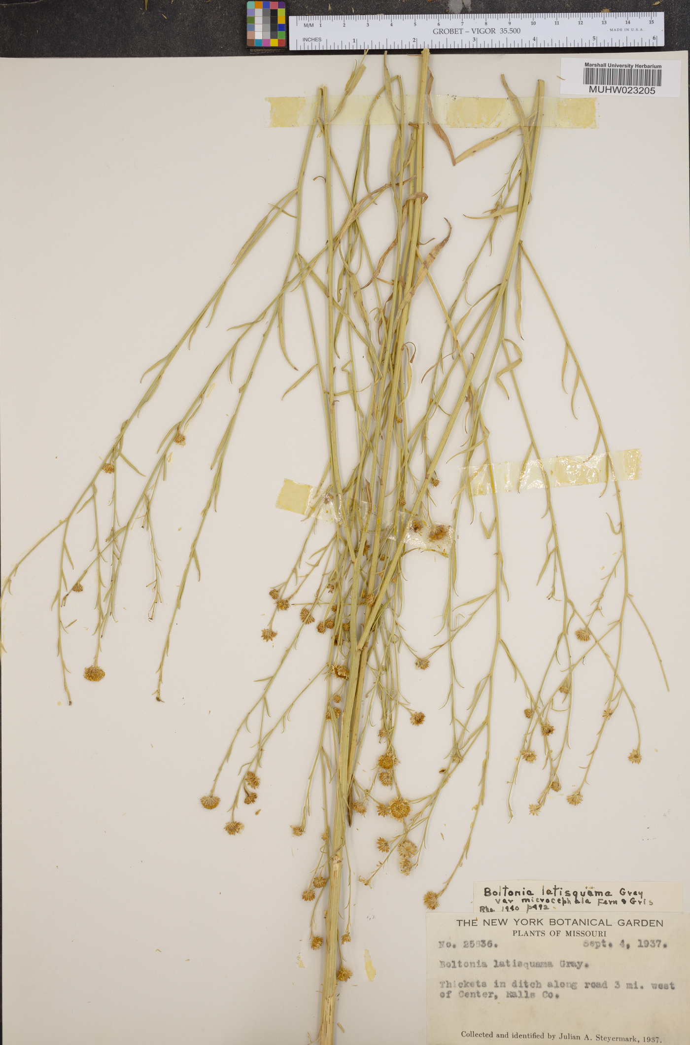 Boltonia latisquama var. microcephala image