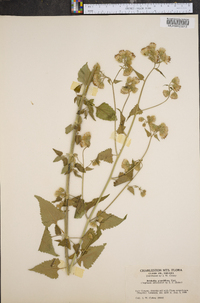 Brickellia grandiflora image