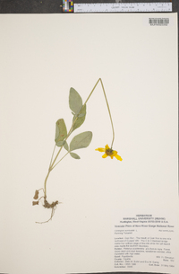 Coreopsis auriculata image
