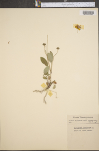 Coreopsis auriculata image