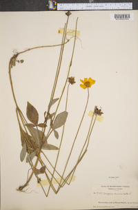 Coreopsis auriculata image